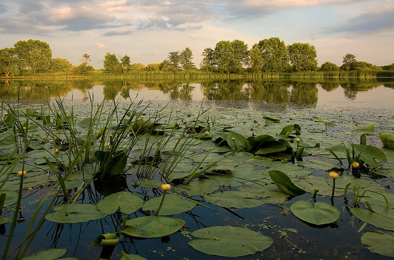Взято в свободном доступе Яндекс.