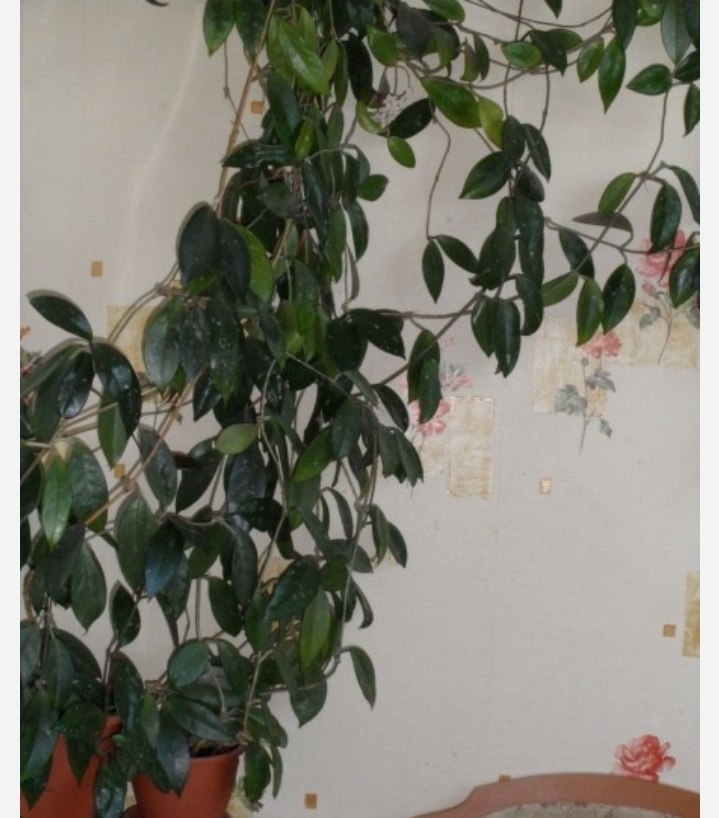 Фото из свободного доступа