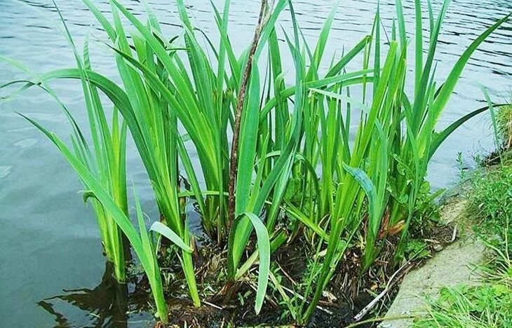 Фотография из интернета