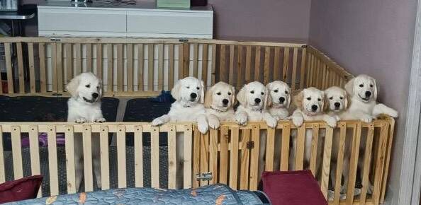 Щенки золотистого ретривера , 2 месяца.