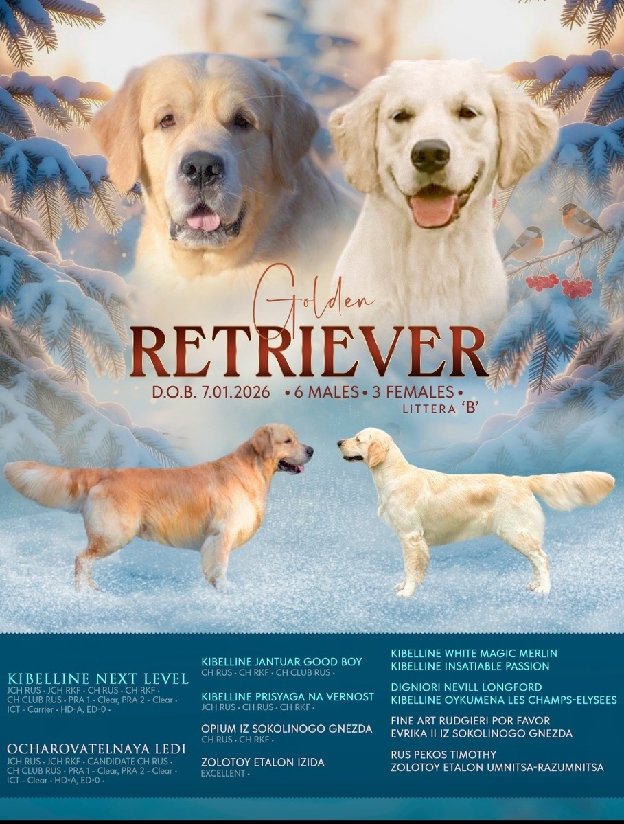 Помёт щенков 