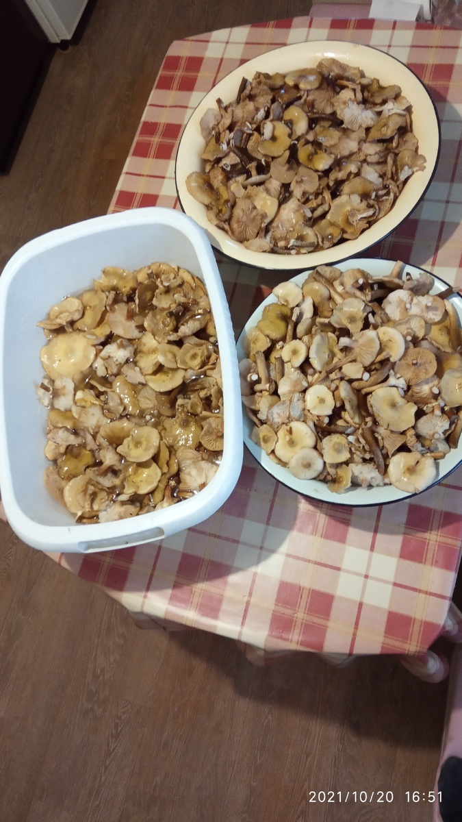 Удачно прогулялись по лесу. 