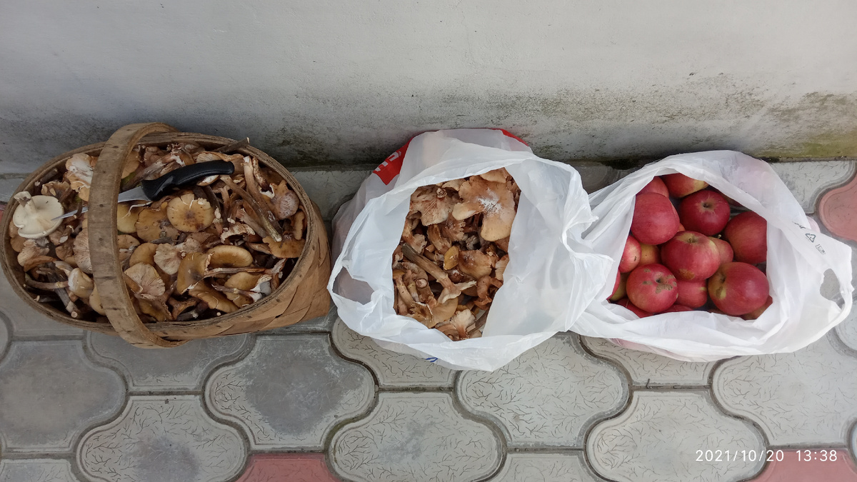 Собрали грибочков. В брошенных садах яблочек  собрали.