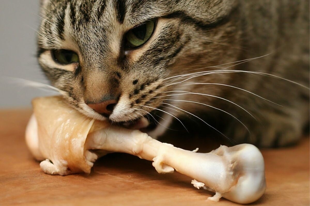 Фото Яндекс Картинки