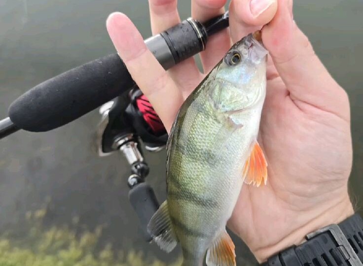 Почему утренний клёв лучше вечернего весной.