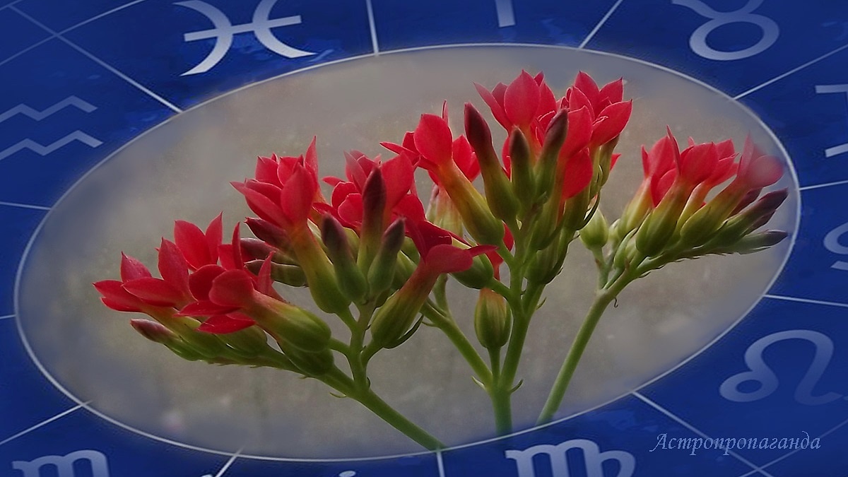 Гороскоп на неделю с 9 по 15 марта 2026: Белая Луна переходит в знак Девы | Недельный гороскоп