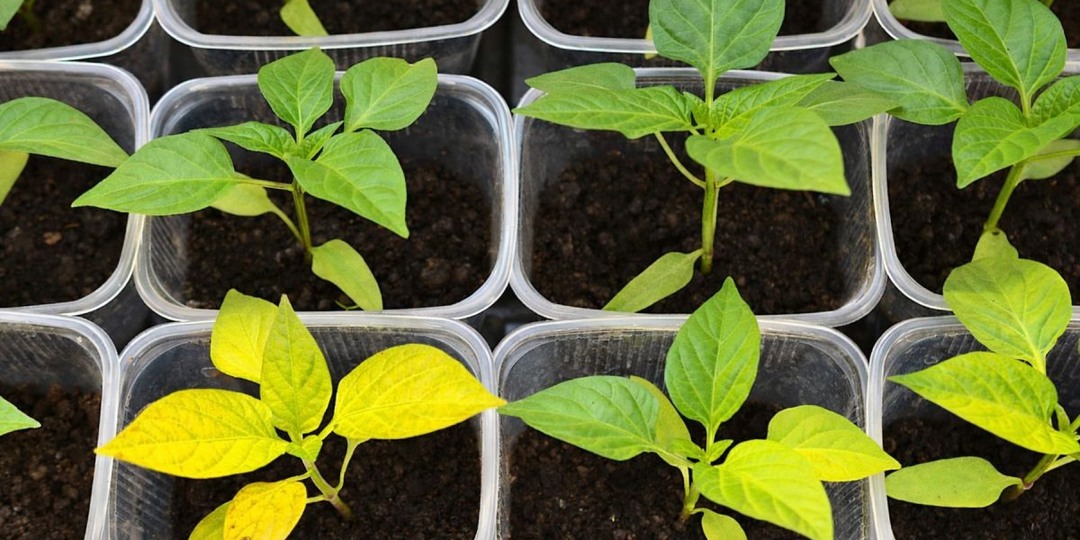 7 частых проблем рассады перцев и как их предотвратить