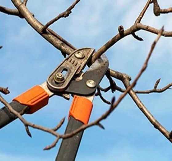 Услуги Агрономов по обрезке плодовых деревьев на дачах Москвы и МО заказать по т. 8 495 669 52 23, сайт https://obrezka-sada.ru