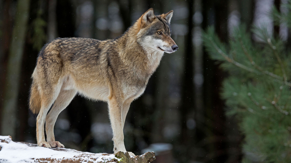    Серый волк зима (глп)