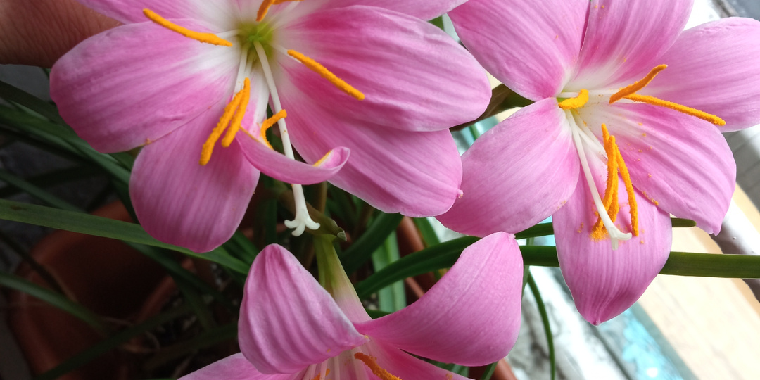 Зефирантес розовый. Вторая попытка подружиться.