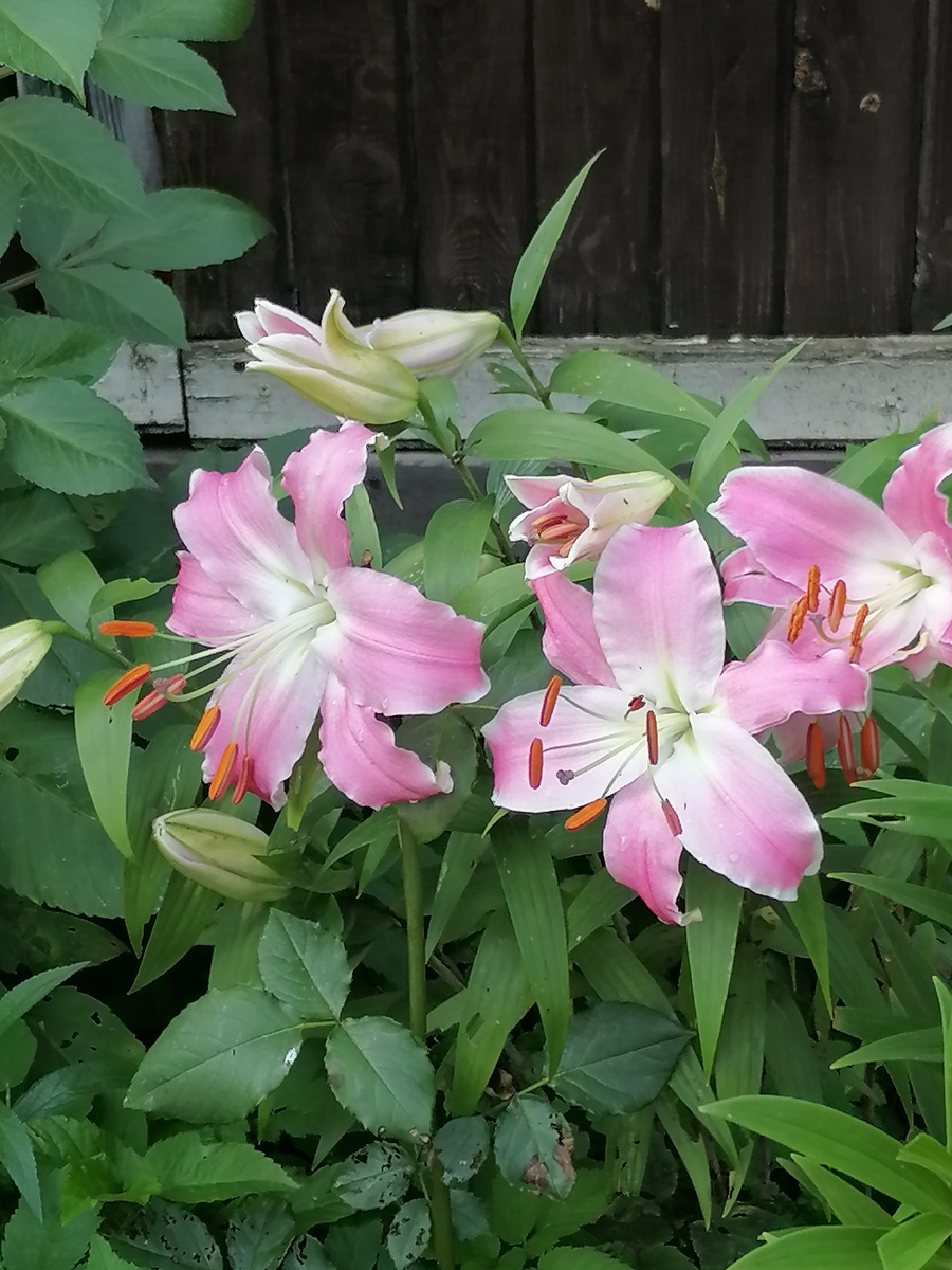 С праздником! Мои цветочки для Вас. Фото автораю 