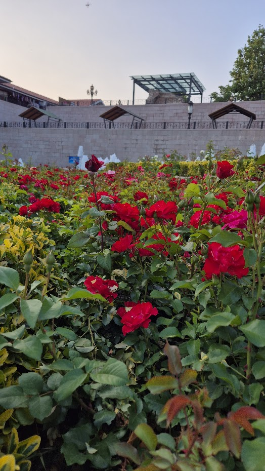 Побольше цветов сегодня