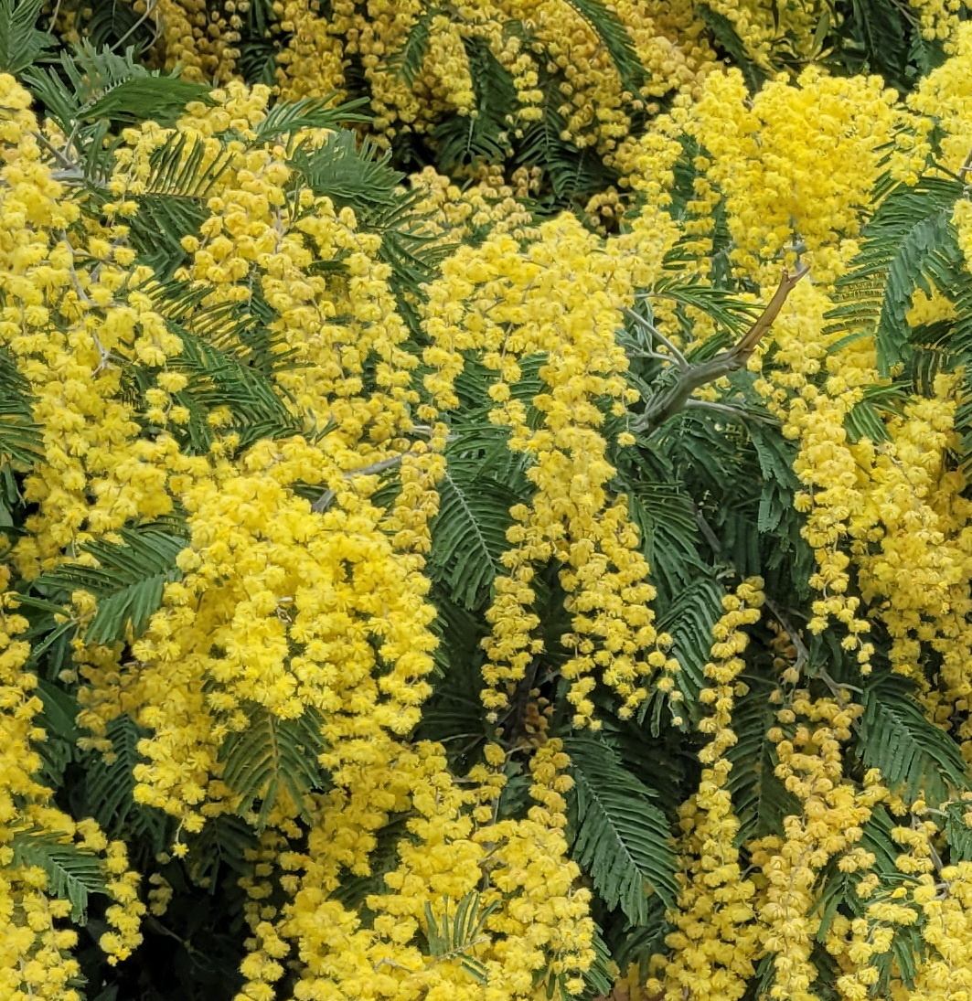 Мимоза в дендрарии, Сочи