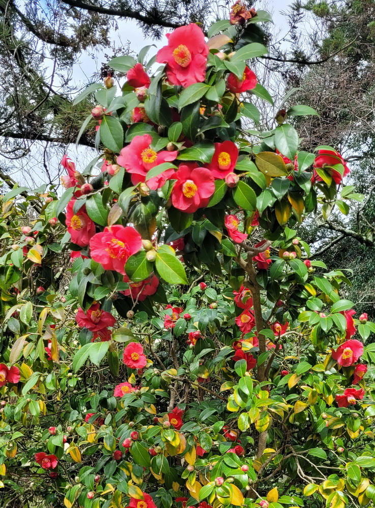 Камелия японская в дендрарии. г. Сочи