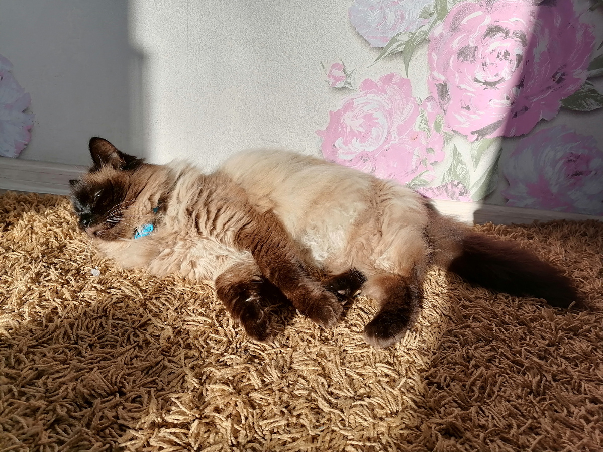 Энергия Солнца, заряди меня. 