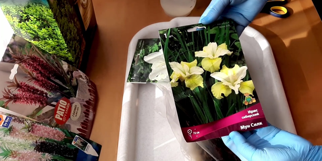 Как сохранить ирисы сибирские, купленные в марте?