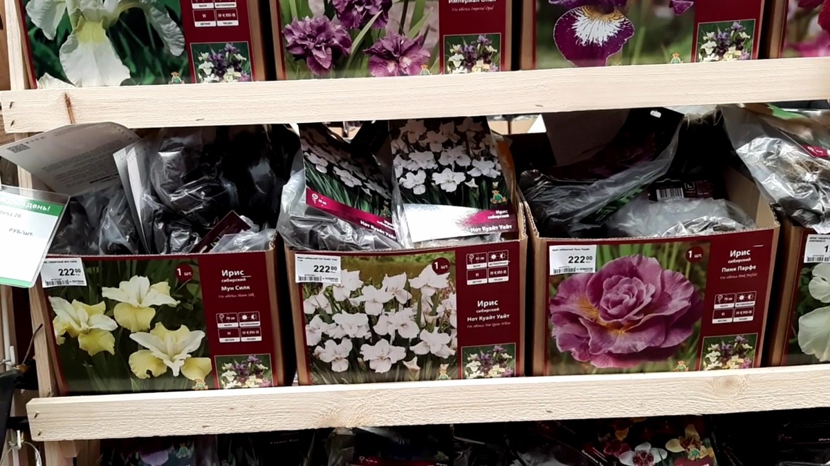 Выбор в садовых центрах сейчас огромный, глаза разбегаются.