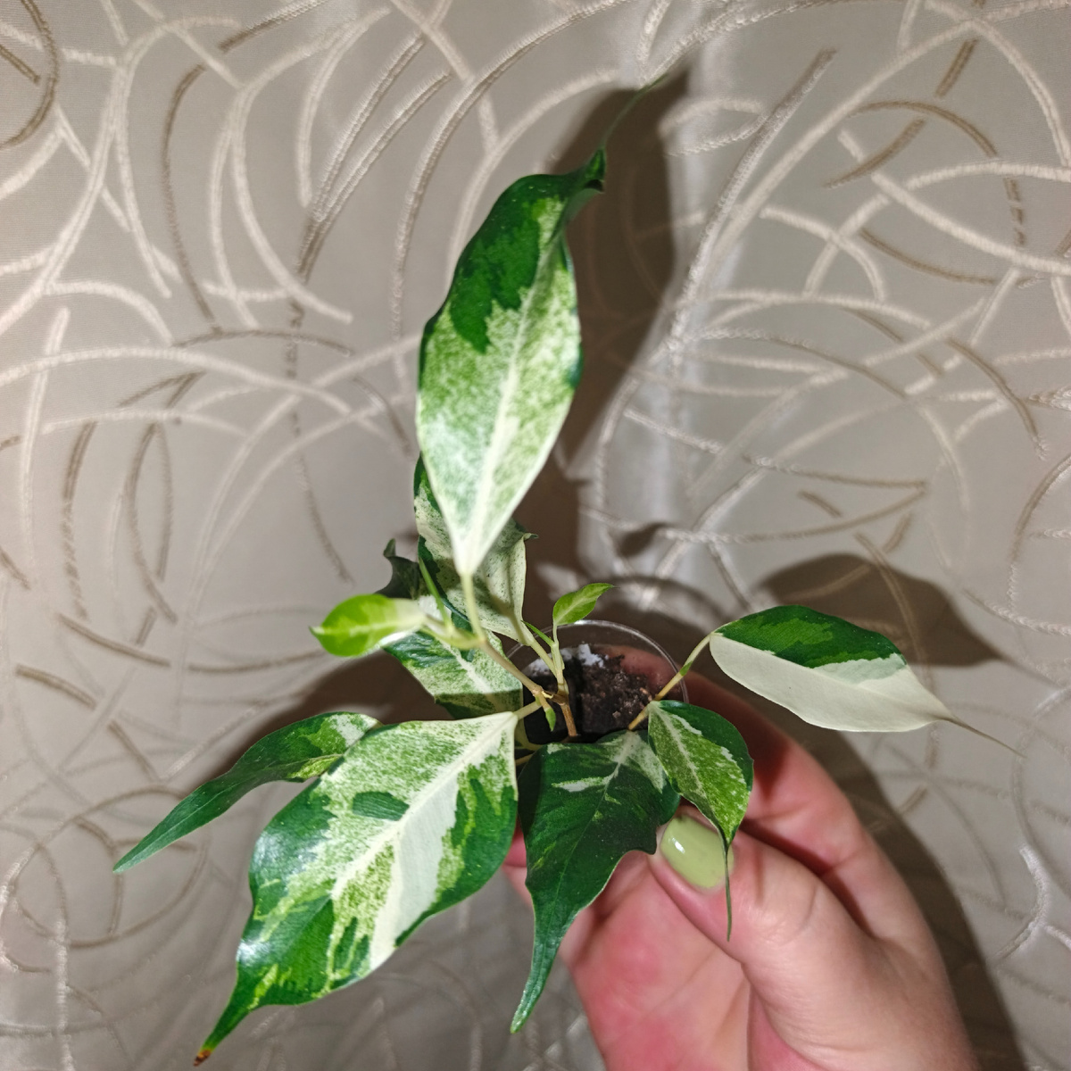 Красавец Керли