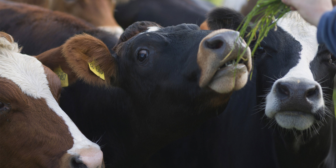 Домашний скот уничтожают в пяти районах Новосибирской области из-за эпидемии