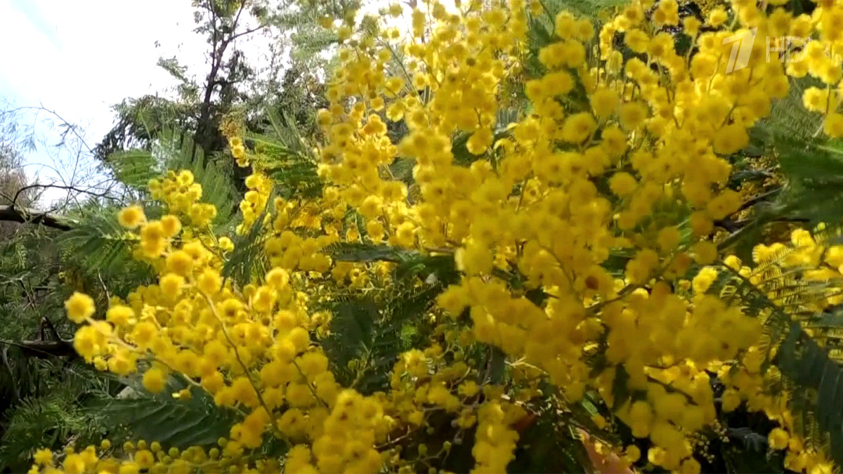    Первый канал