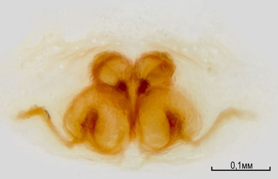    Вид получил название Крифоэка алексеева. Фото: Владимир Шматко, телеграм-канал ЮНЦ РАН.