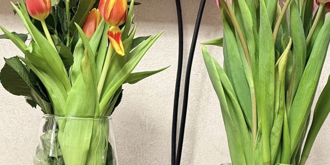 8 Марта и букеты: поздравляю, но есть один важный совет для вашей коллекции суккулентов