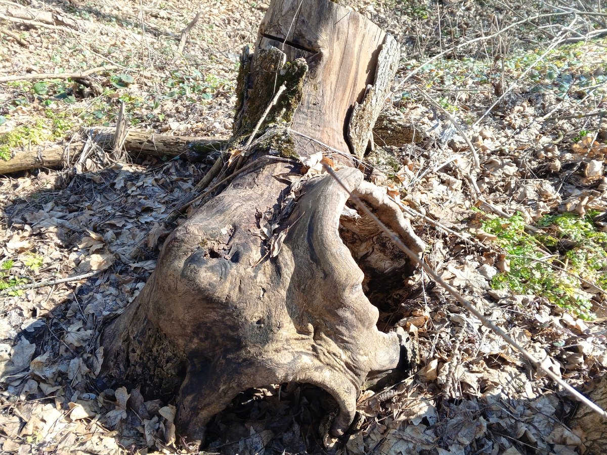 Пенек. Фото авторов