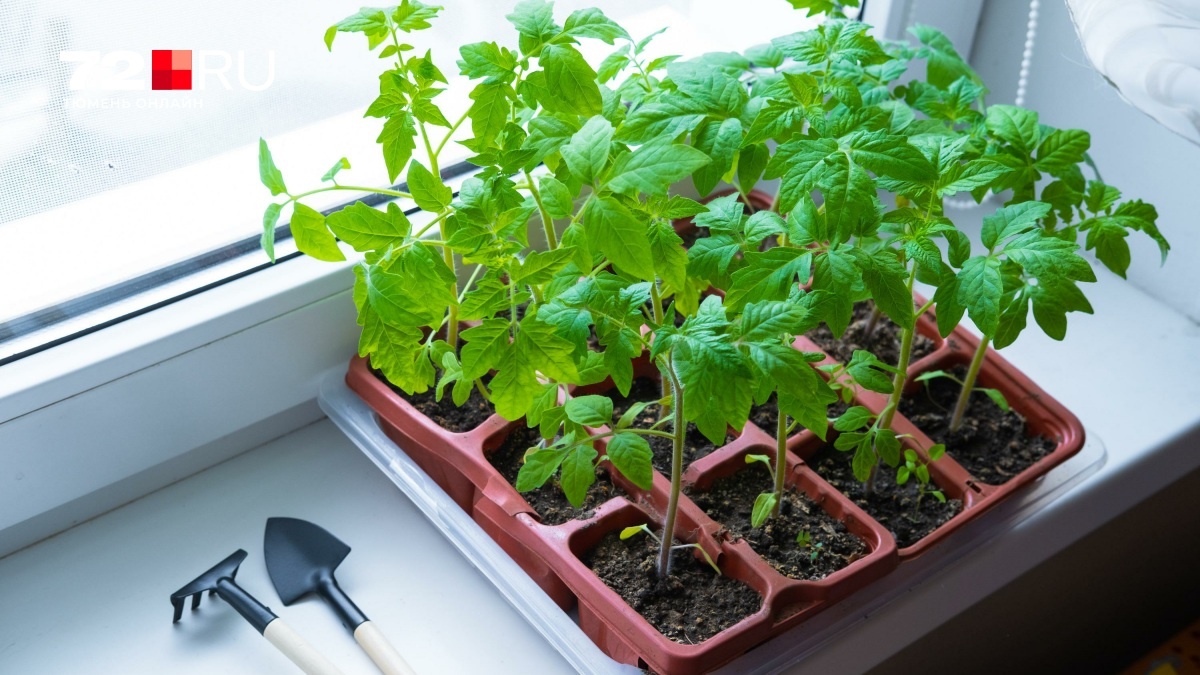 Яндекс Картинки