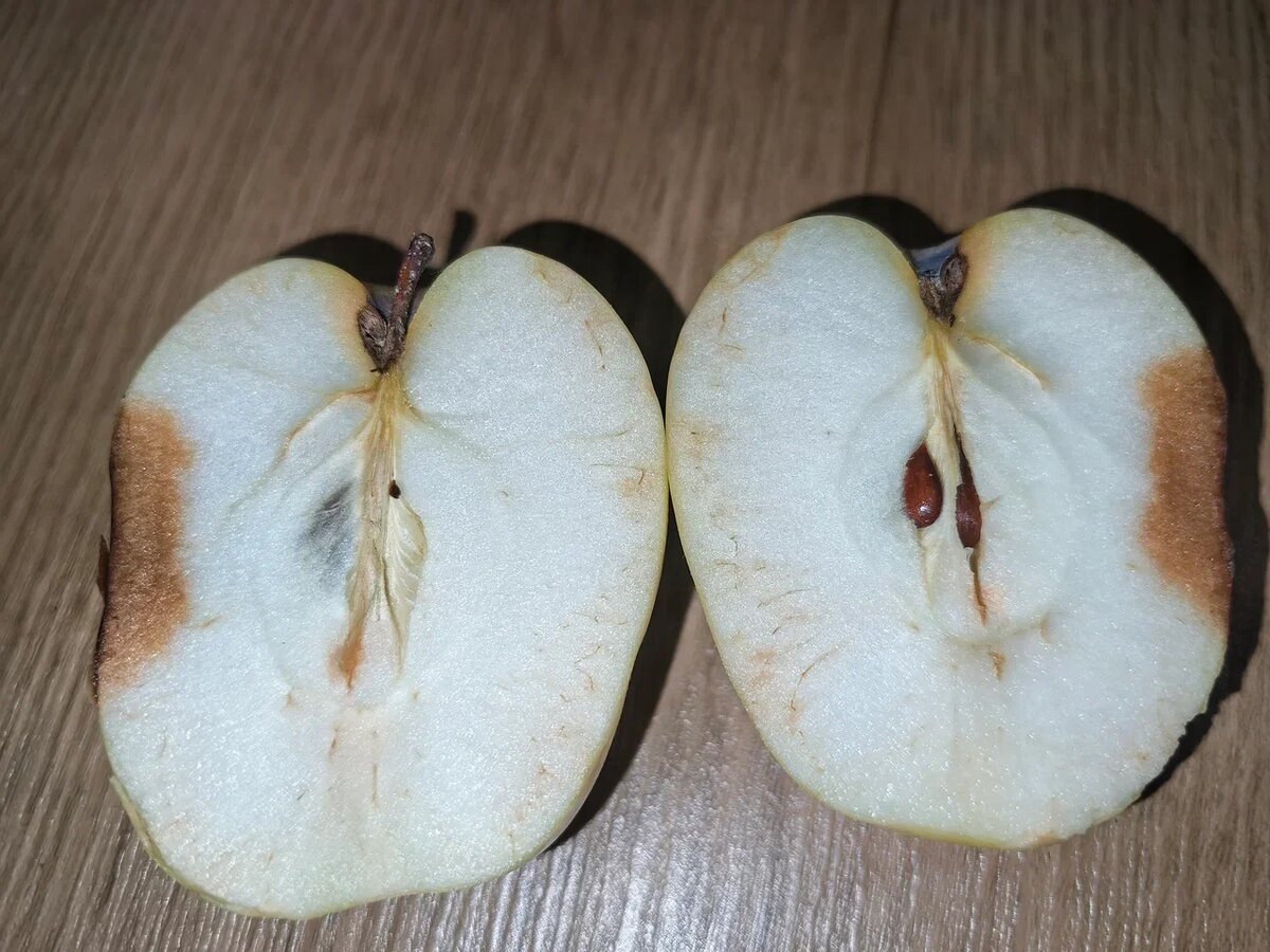 Следующий этап: после появления точек начинает портиться мякоть яблока. Фото Натальи Мироновой