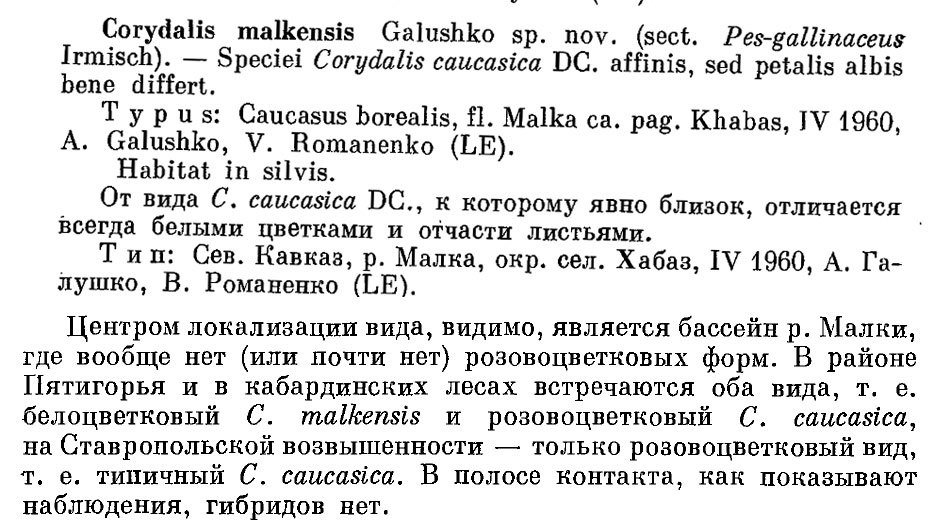 Описание Хохлатки малкской Галушко в «Новости систематики высших растений» 13: 251, 1976.