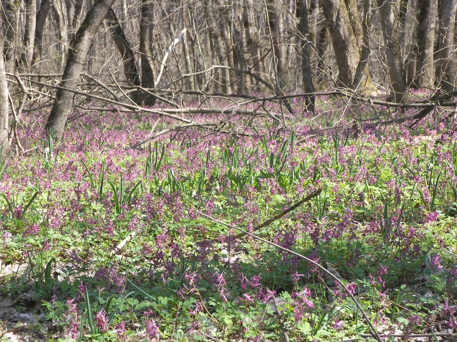 Corydalis caucasica в природе.