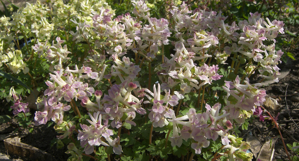 Хохлатки кавказская и малкская (Corydalis caucasica DC. et Corydalis malkensis Galushko).