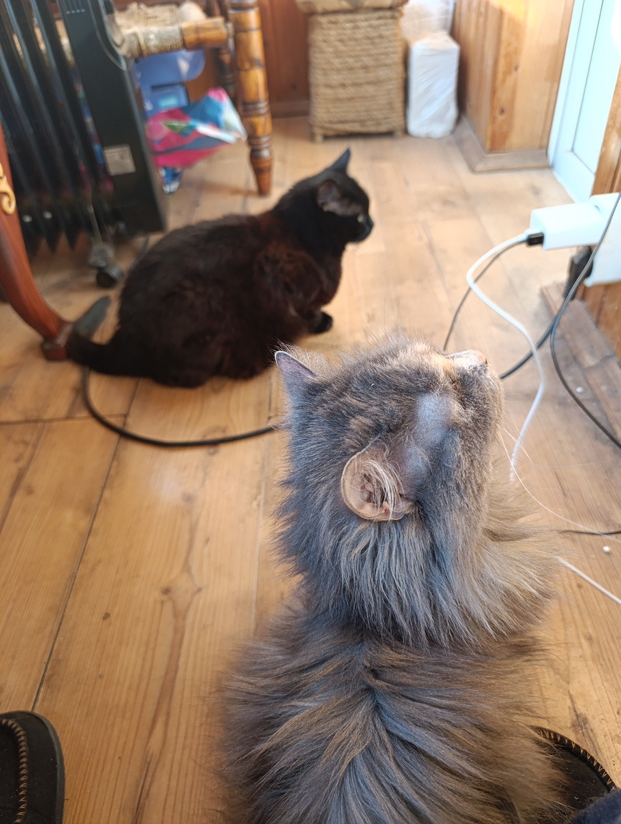 Та что поближе, Нюшка. По поведению чистый Иран