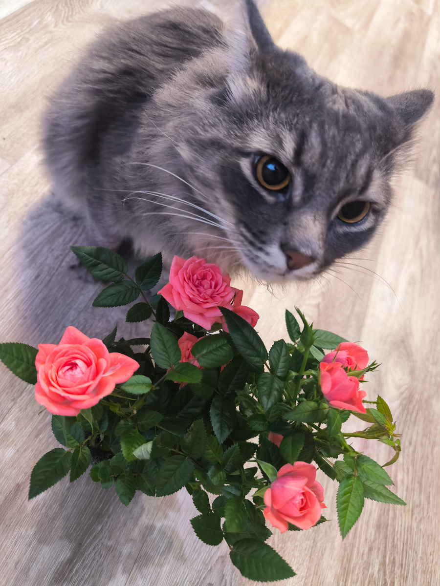 Фотографии, цветы и кот в статье авторские.... С Праздником самые красивые💐