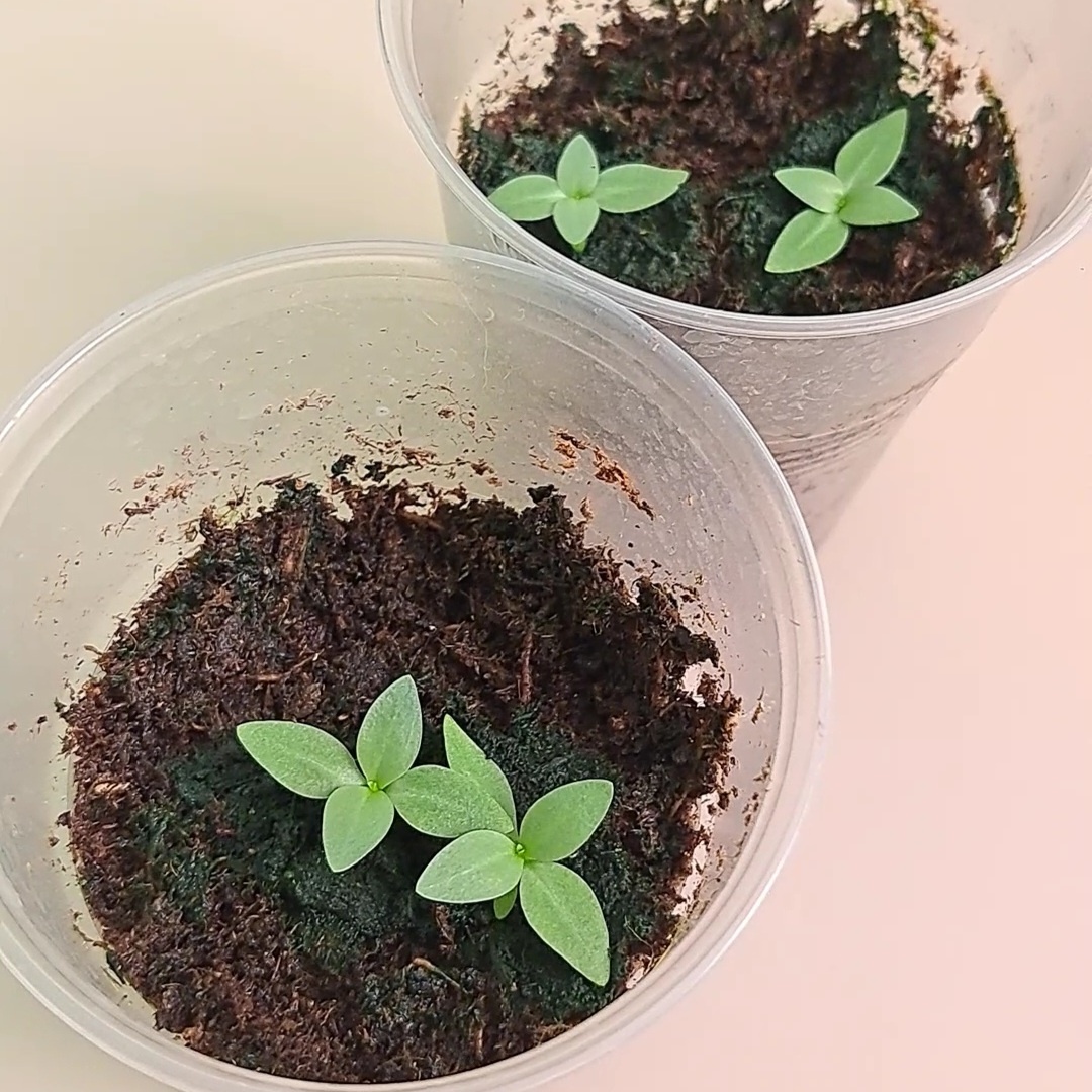 Рассада эустомы