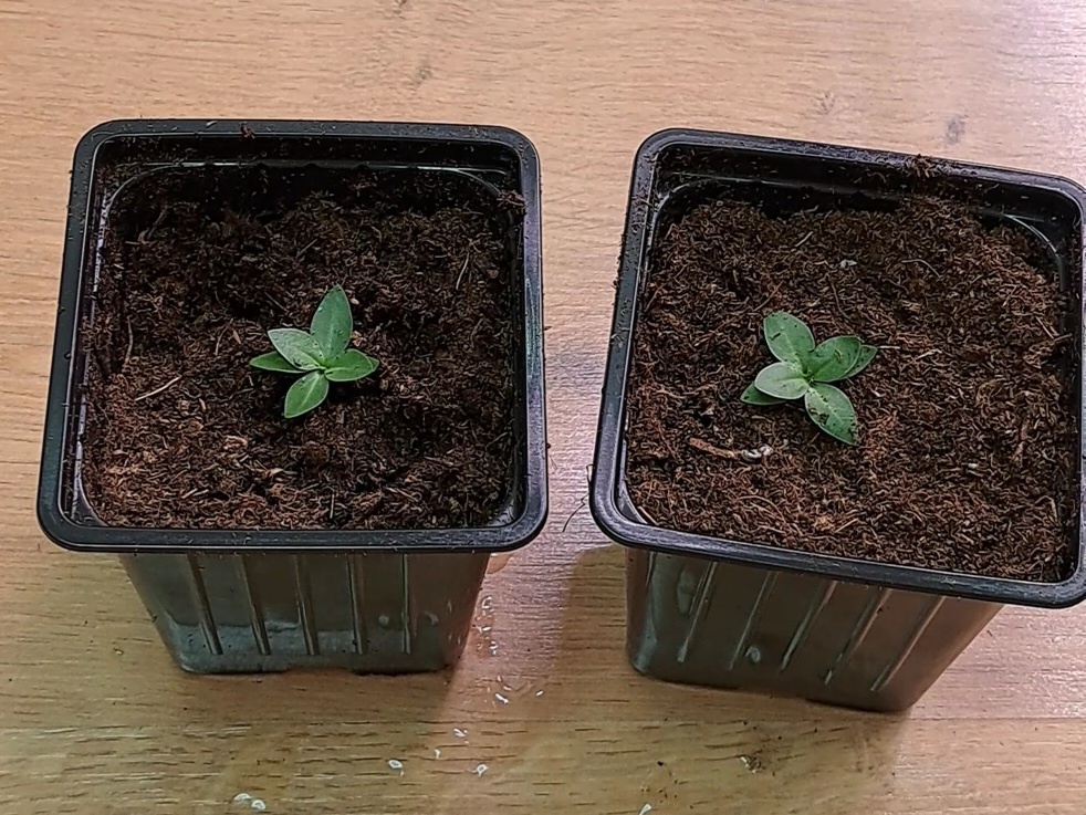 Пересадка рассады эустомы