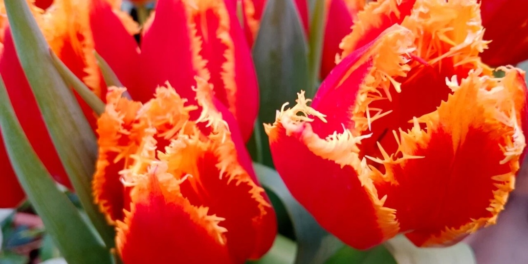 Фото автора.Аптекарский огород