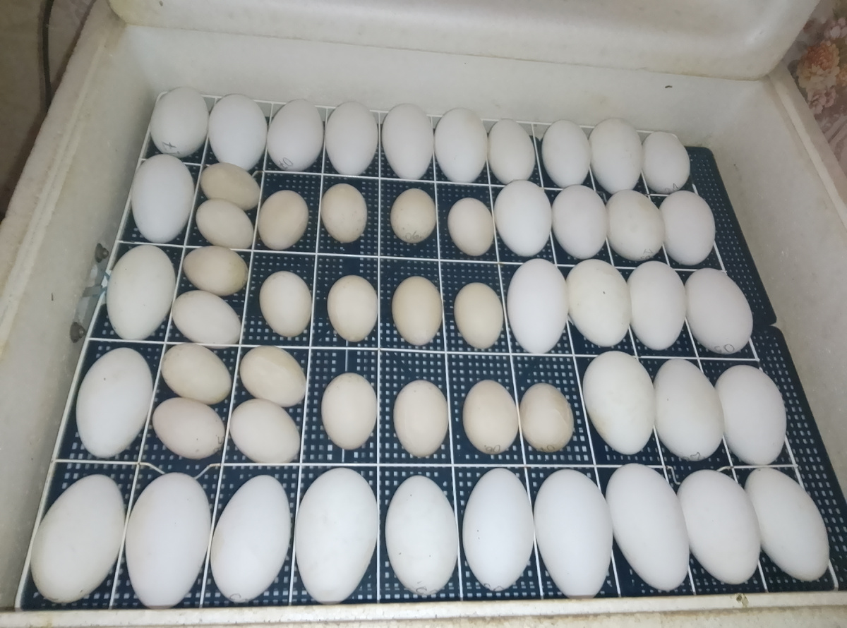 Яйца, которые лежат по 2 штуки в одной ячейке, буду переворачивать вручную до овоскопирования, а потом переложу в освободившиеся ячейки .