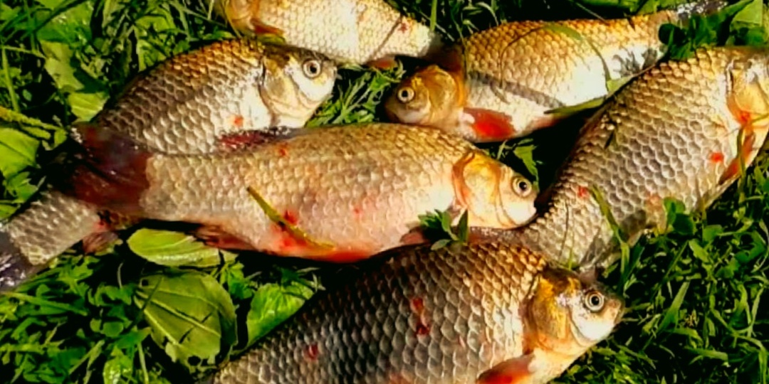 Как ловить на тесто: дешевая наживка из кухни, на которую карась клюет лучше, чем на дорогой пеллетс