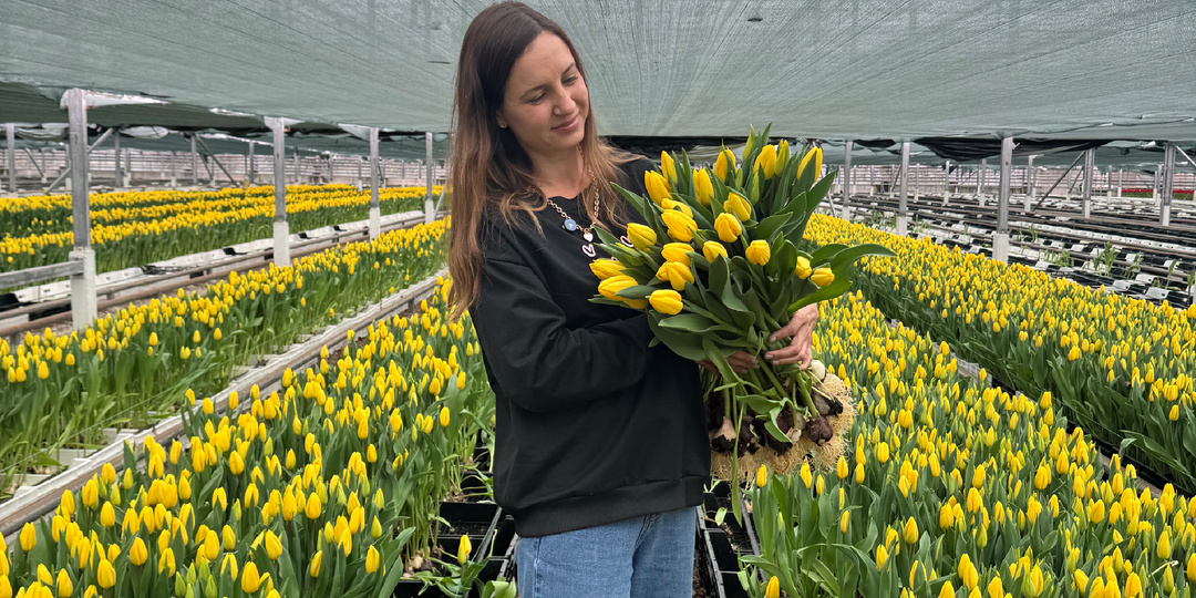 Почему тюльпаны к 8 марта стоят огромных денег? Задали этот вопрос сотрудникам агрохолдинга по выращиванию цветов.