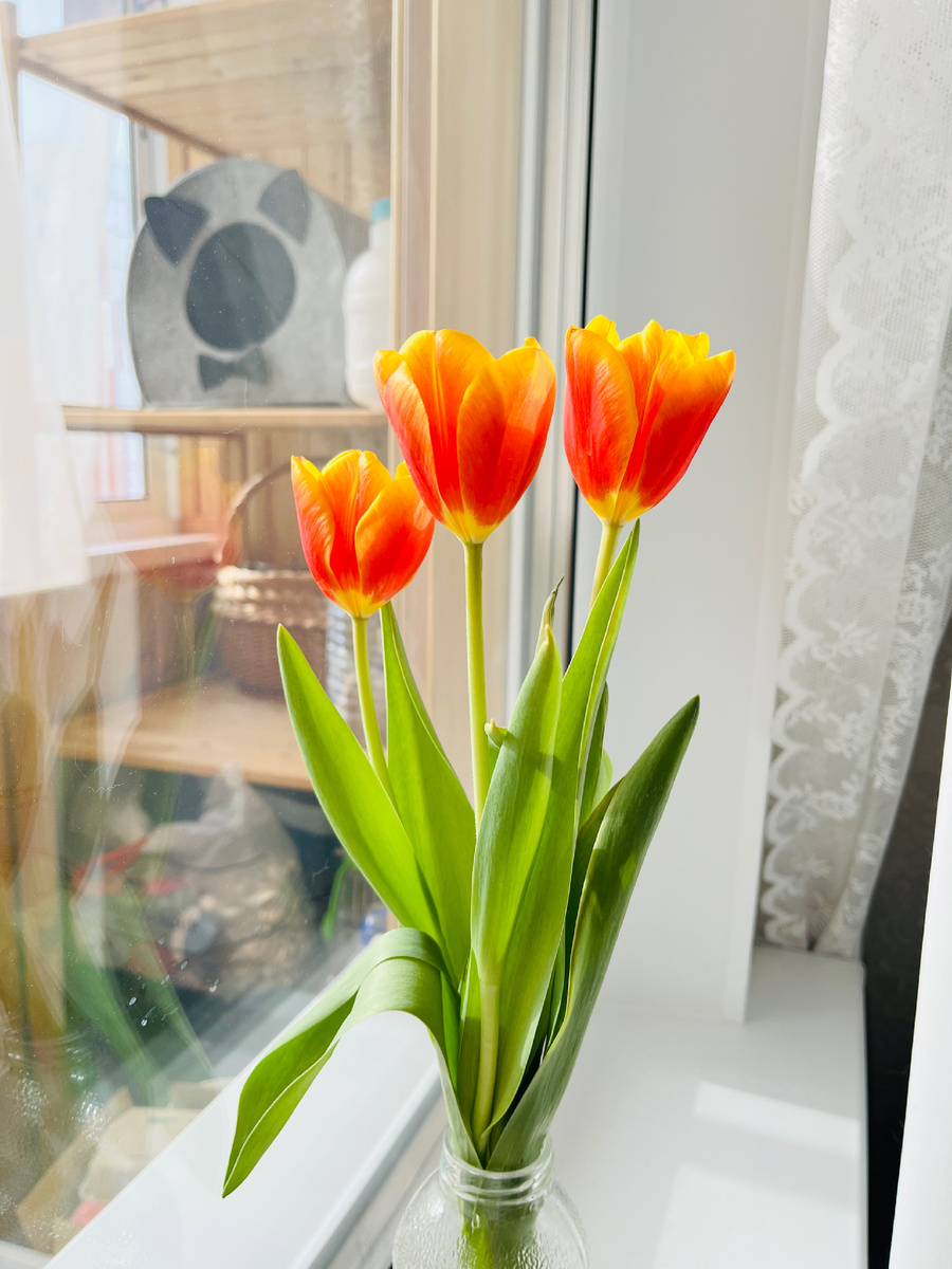 - Патрош, сегодня 8 марта, давай поздравим женщин с праздником?