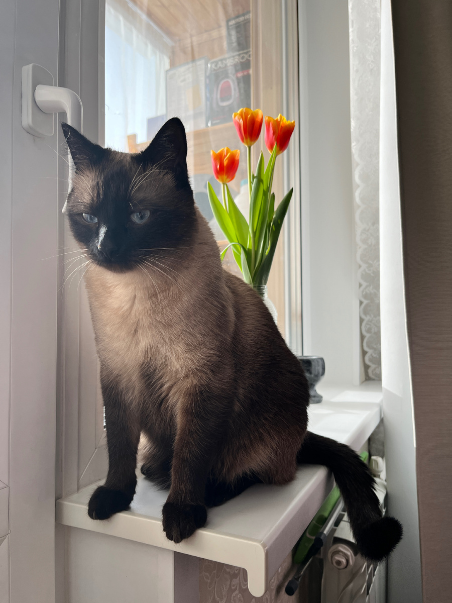 - Мрр, поэтому ты поставила на моем подоконнике этот веник?  В принципе я не против, пусть стоит.