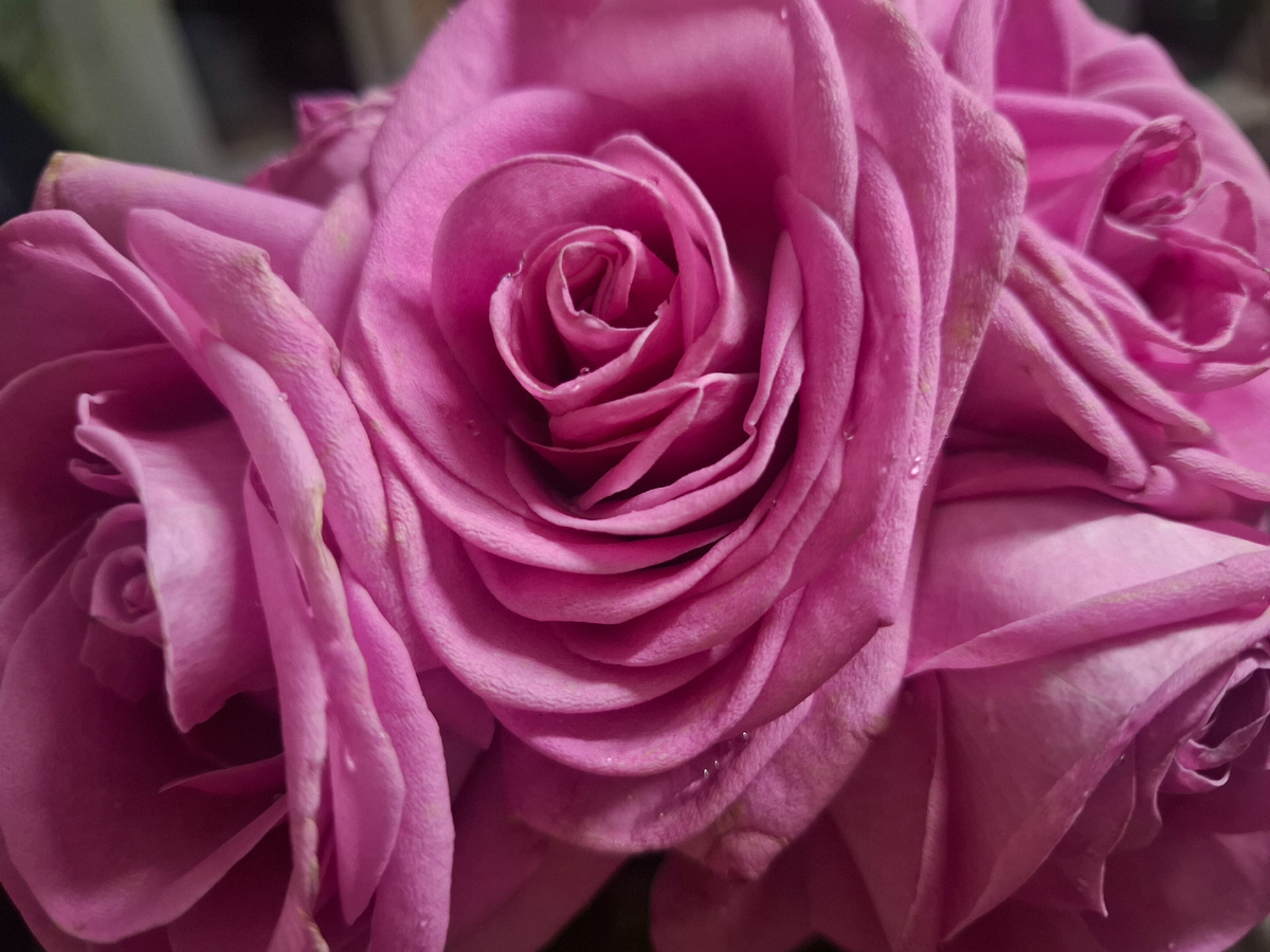 Просила, умоляла мужа не дарить букет. Но человек не может :) ну и как результат - цветы даже до 8 марта едва дожили... :(