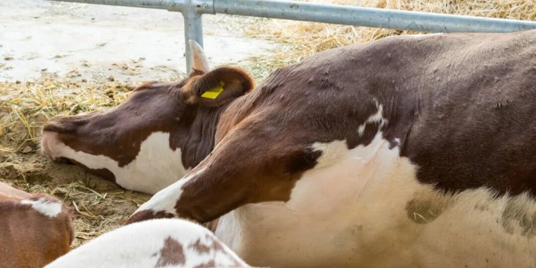 В Сибири массово забивают скот из-за эпидемии пастереллёза