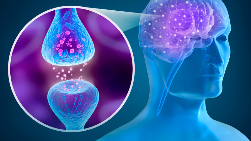 Как нейромедиаторы управляют вашей жизнью и что с этим делать