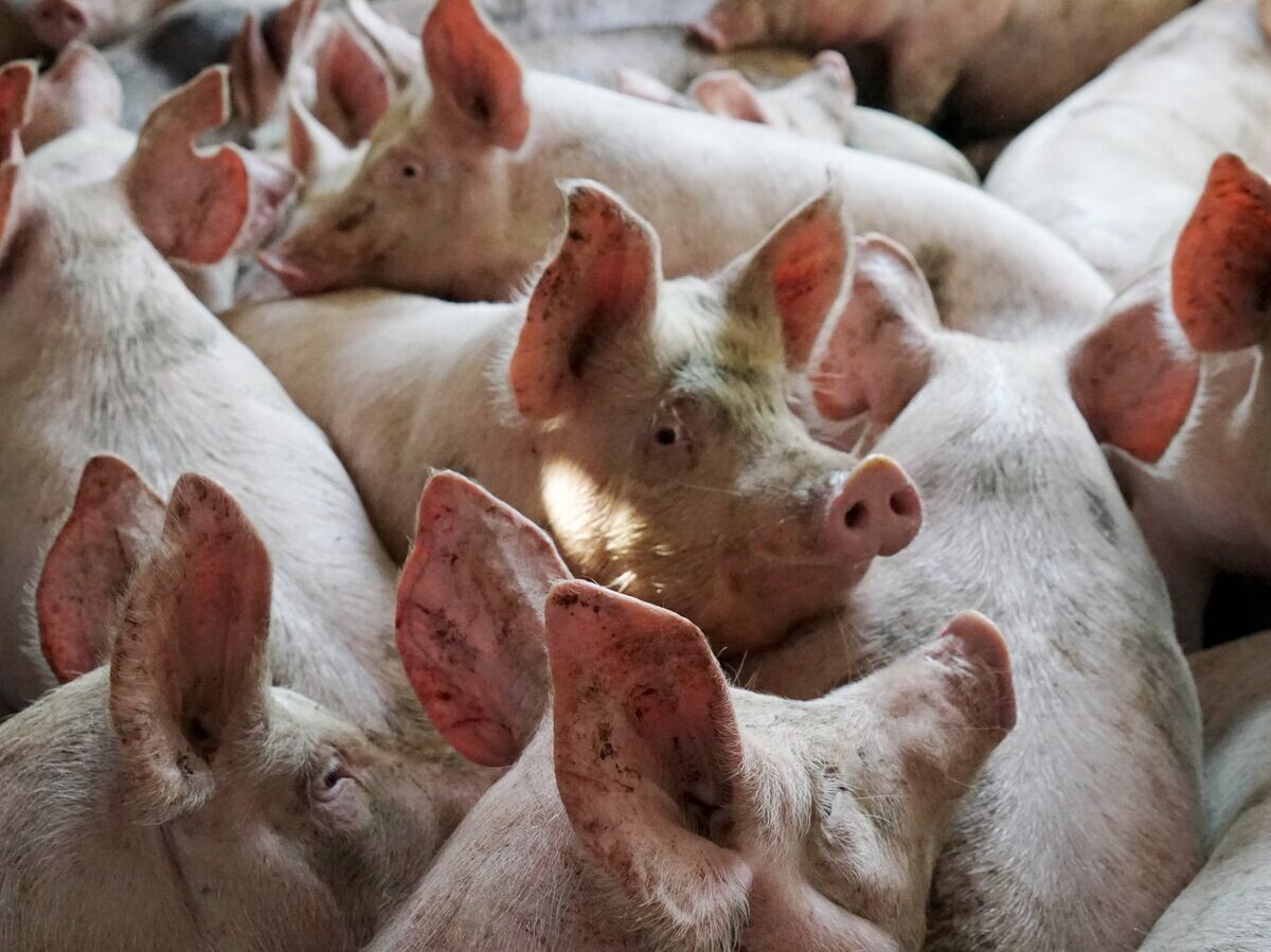    Свиньи | © РИА Новости / Игорь Зарембо