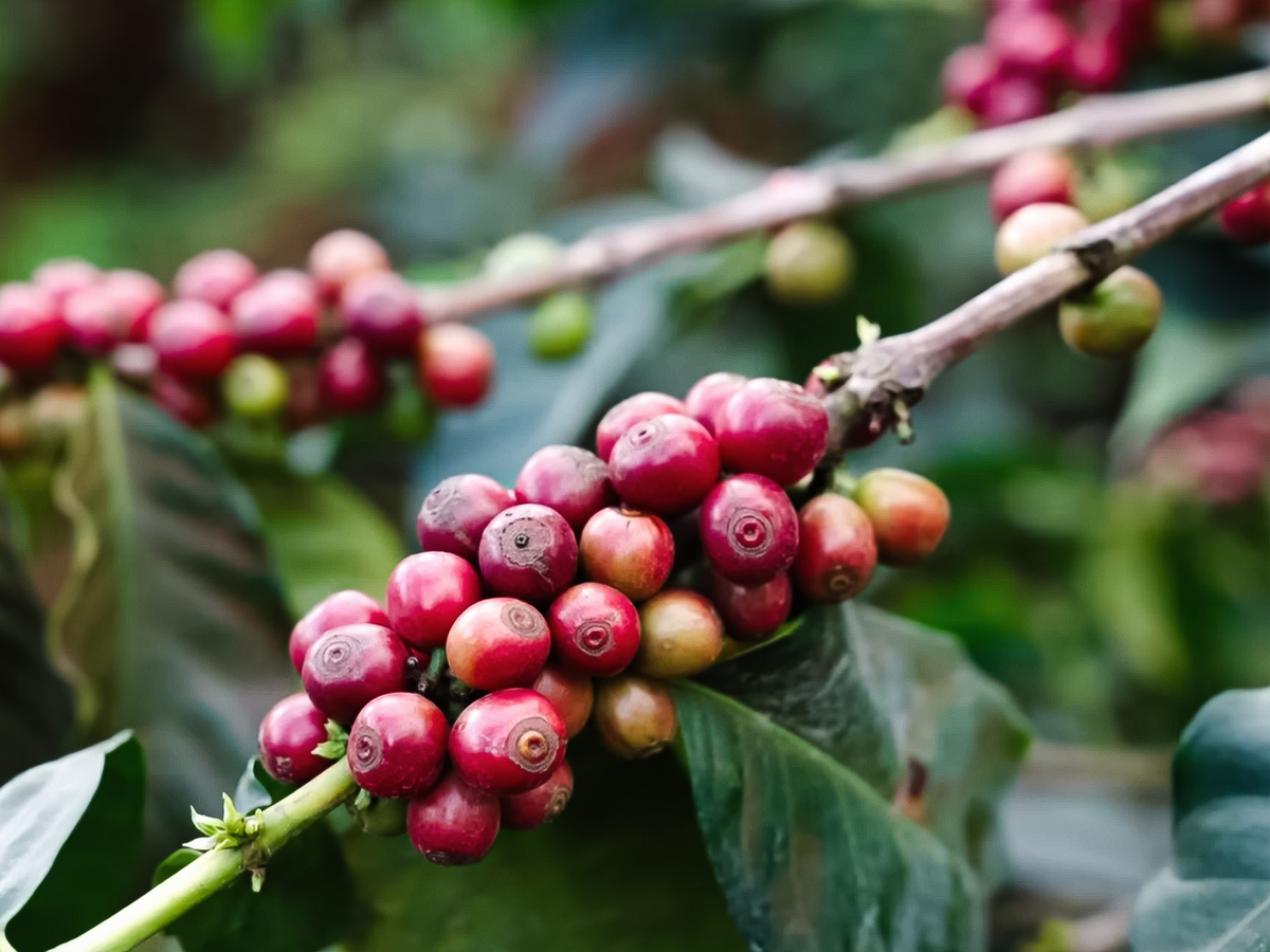 Flavor descriptors of coffee from Colombia