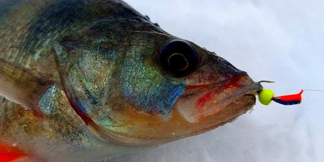 Как правильно ловить окуня на мормышку зимой: игра, скорость и пауза - формула стабильного улова