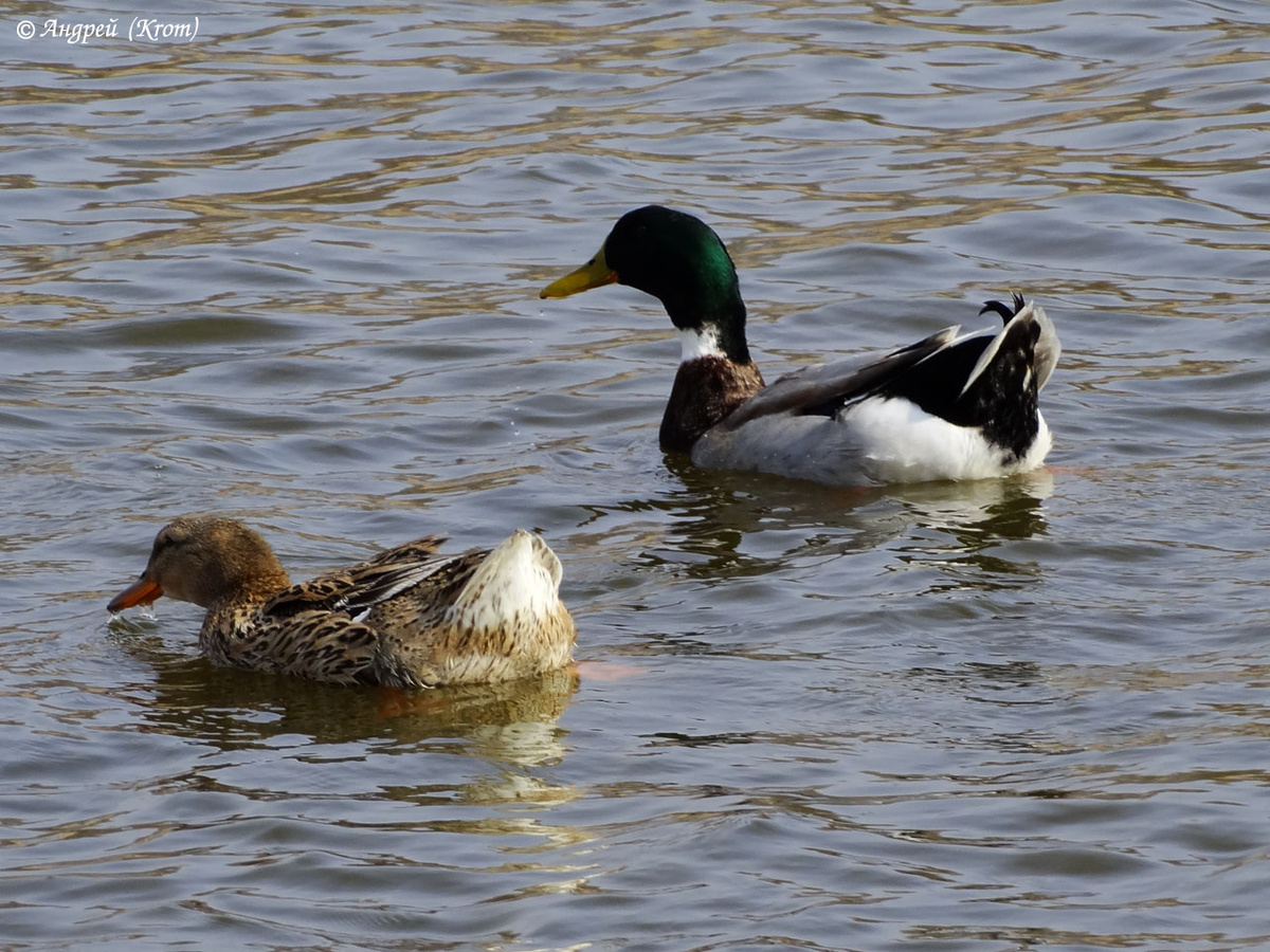Дикие утки в реке