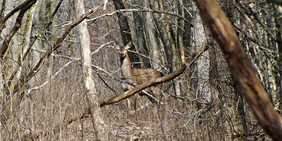 Десять лет назад. Часть 107-я. Финальный день в лесу